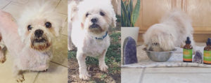 Shih-Tzu-Cushings-Disease-GoGo