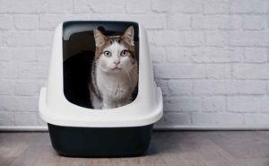 White and brown tabby cat sitting in litter box - from the blog Eight Things Every Pet Parent Should Know - Are cats with IBD more likely to get lymphoma