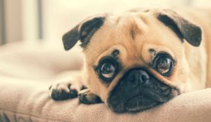 Pug lying on couch looking sad. From the blog Eight Things Every Pet Parent Should Know - Can pets tell when we are sad or depressed