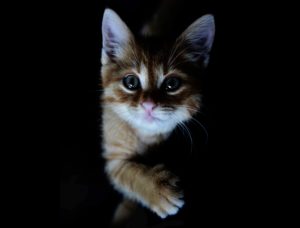 Cat in the dark, can pets see in the dark? - From the blog eight things every pet parent should know
