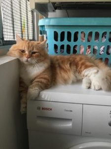 Mika laying on top of a washing machine
