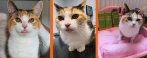 Roxy before and after rodent ulcer with NHV supplements