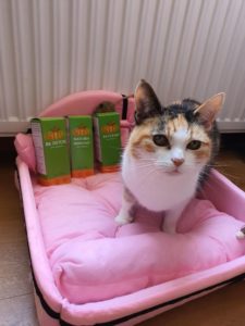 roxy-ulcer-cats-supplements