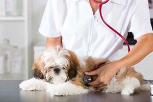 White and brown shihtzu dog being examined by a veterinarian. From the blog Eight Things Every Pet Parent Should Know