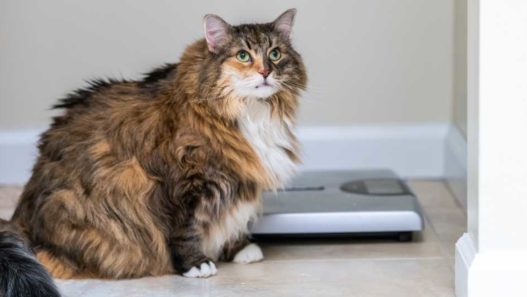 vet-talks-obesity-in-cats