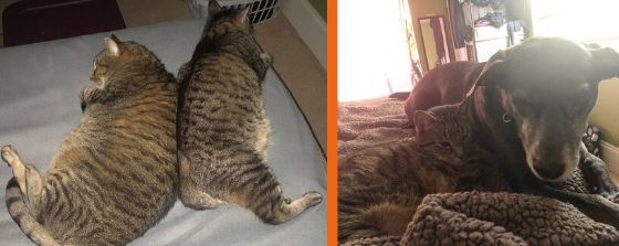 rosie and rogie lying together and bart with the cat