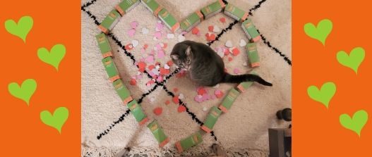 cat on the ground in the middle of heart shaped boxes of supplements