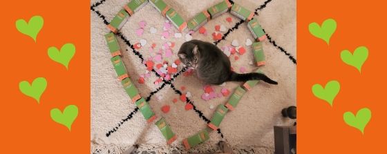 cat on the ground in the middle of heart shaped boxes of supplements