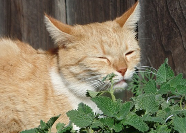 cat smelling plants