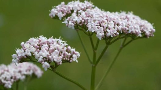 Getting to know valerian herb