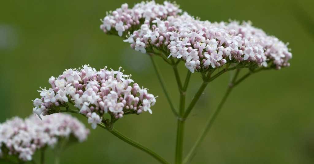 Getting to know valerian herb