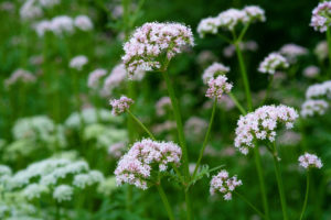 valerian plant flowers