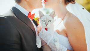white cat in the hands of the bride and groom at a wedding