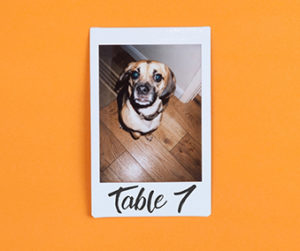 Polaroid photograph of a dog sitting on a wooden floor. Polaroid has "table 7" written on the bottom in cursive. Polaroid is on an orange background. 