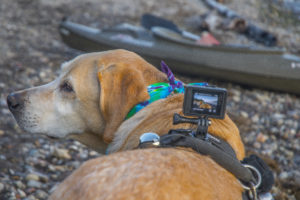 Dog lying down outside with a GoPro camera attached to his back