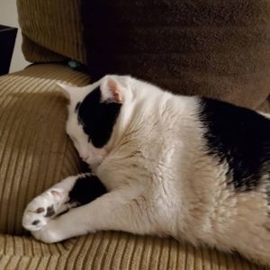 patch lying on the sofa