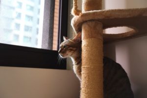 cat at home behind a cat tree looking sad