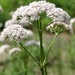 valerian plants and roots