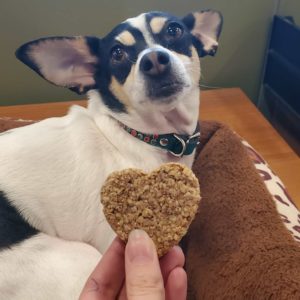Rat terrier dog laying in dog bed with human holding out heart-shaped cookie. Valentine's Day Cookie Recipe For Pets