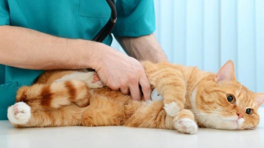 Vet Talks: Coronavirus In Cats