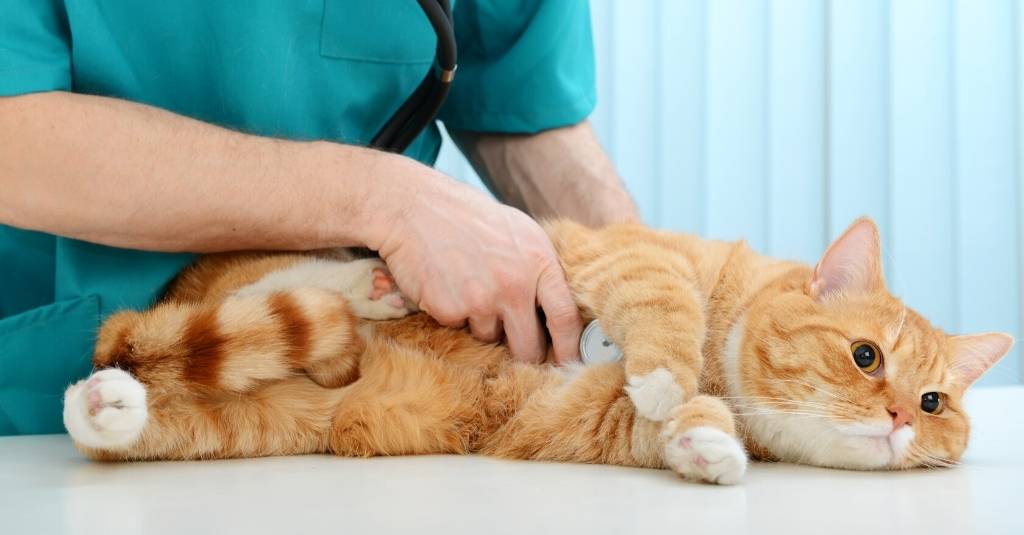 Vet Talks: Coronavirus In Cats