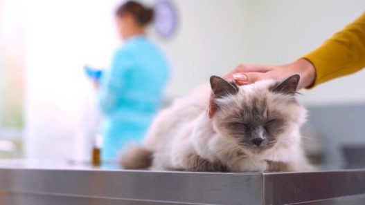 Vet Talks: Effects Of Chemotherapy On Pets With Cancer