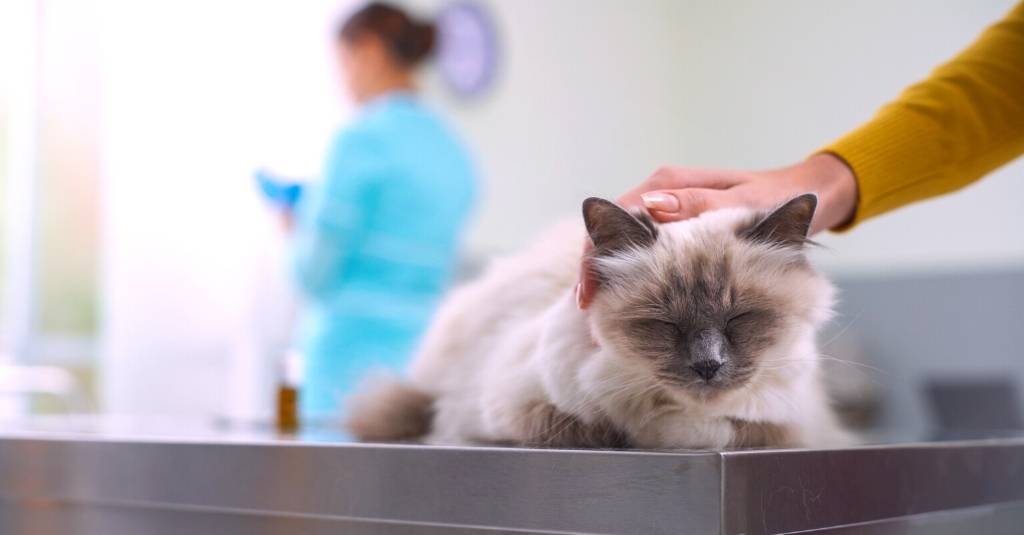 Vet Talks: Effects Of Chemotherapy On Pets With Cancer