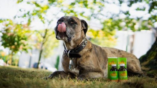 Why You Should Give Pet Supplements Twice a Day