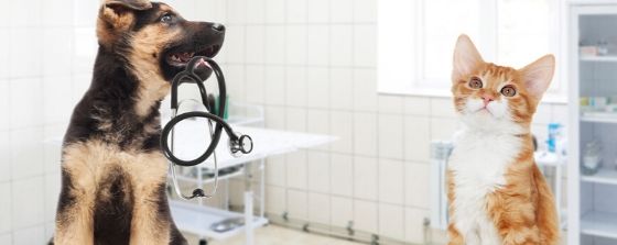 dog and cat in the vet looking at each other