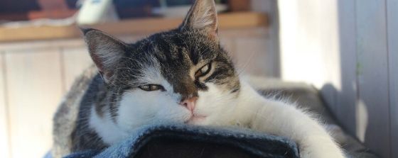 cat looking sad