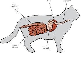 cat with coronavirus diagram
