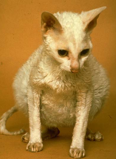 cat with feline coronavirus