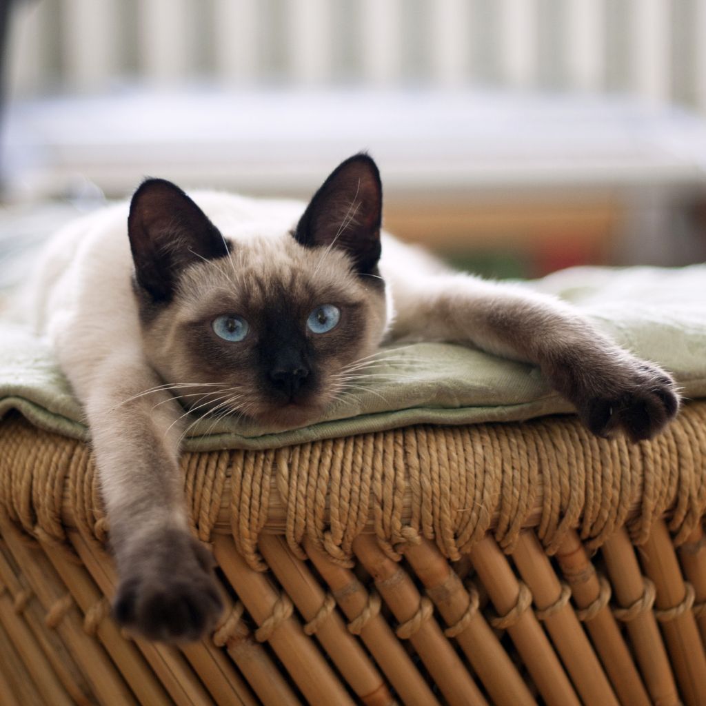 Siamese cat with blue eyes lays down and looks at the camera to exemplify coronavirus in cats. 