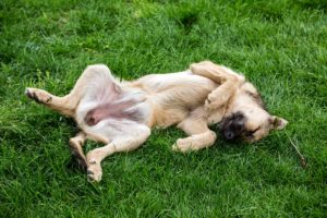 dog lying on the grass belly up