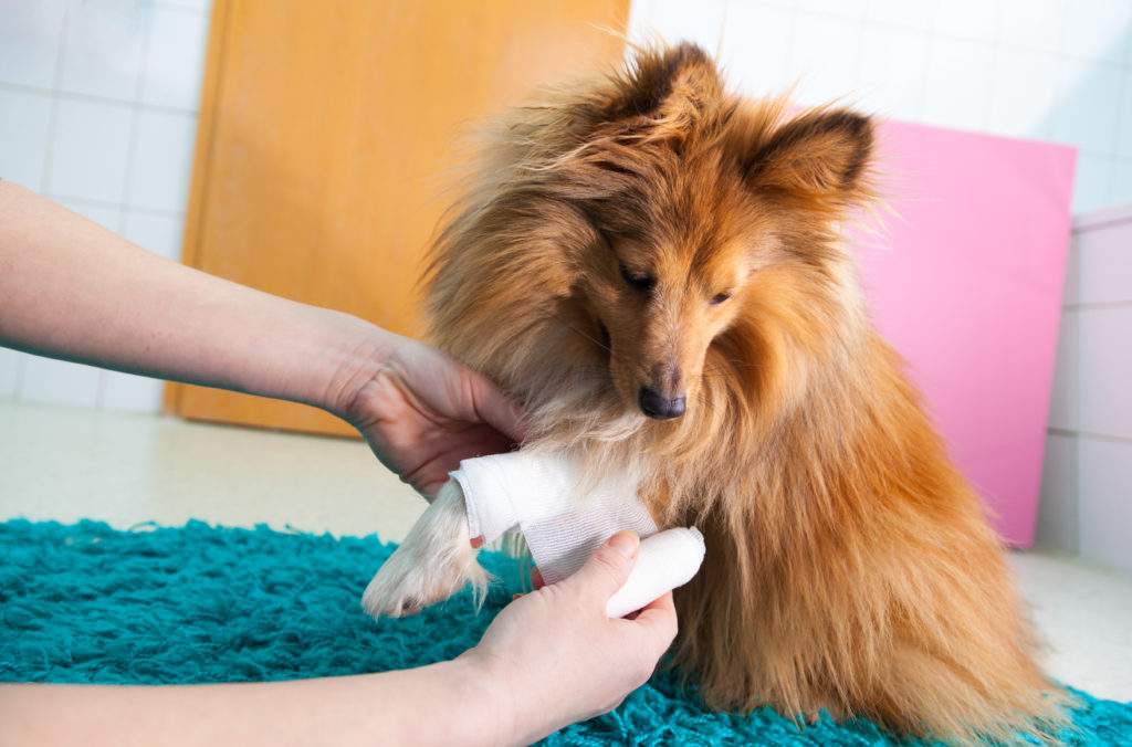 human putting a vet wrap on a dog's paw