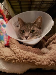 Puff, the cat, wearing a cone an looking sad