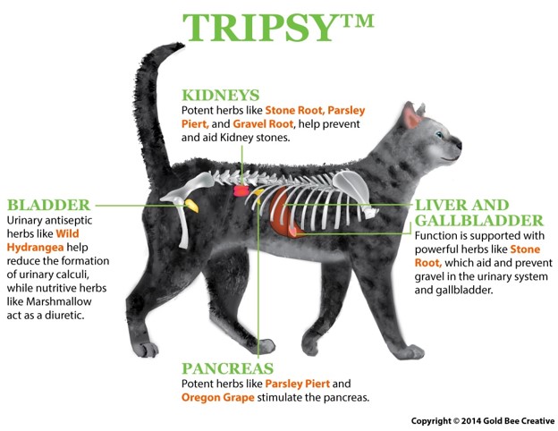 diagram of a cat and how tripsy works in the cat's body