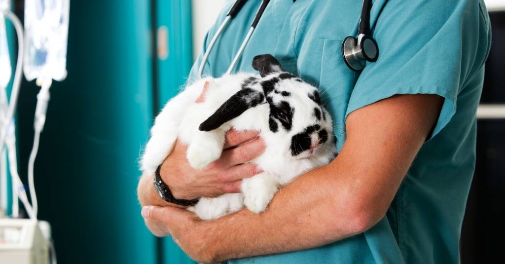 Vet Talks: 5 Common Diseases in Rabbits