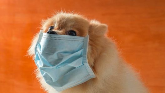 Vet Talks: Pets and Coronavirus – Pet Care During COVID-19 Crisis