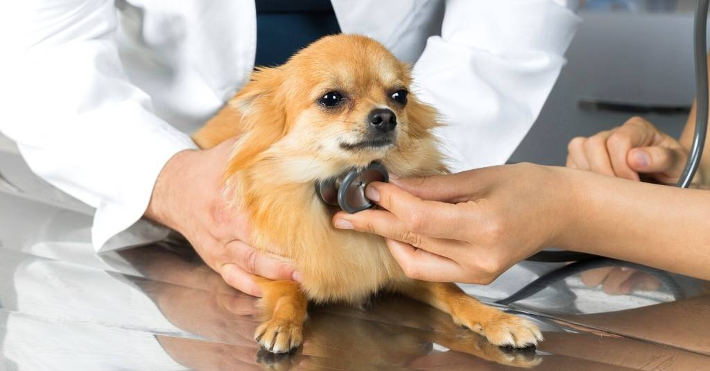 Vet Tech Rounds: Collapsed Trachea in Pets