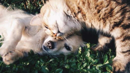 Goodbye Cold, Hello Warm: Spring Pet Care Tips