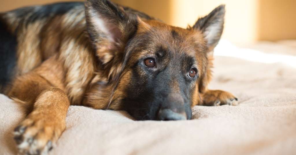 German shepherd dog laying on bed and looking sad - ibd in dogs