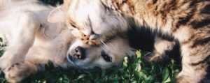 dog and cat cuddling on the grass