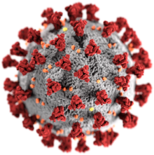 betacoronavirus