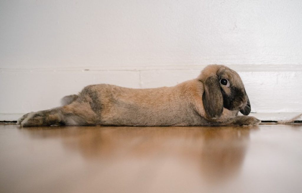 brown-rabbit-lying-on-the-floor