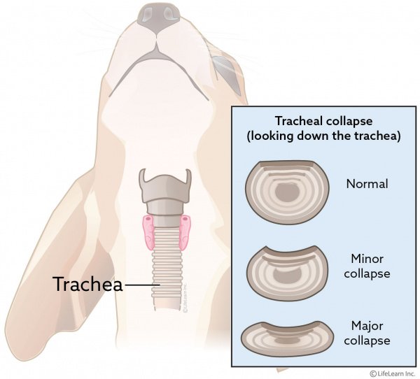 diagram of a collapsed trachea in a dog