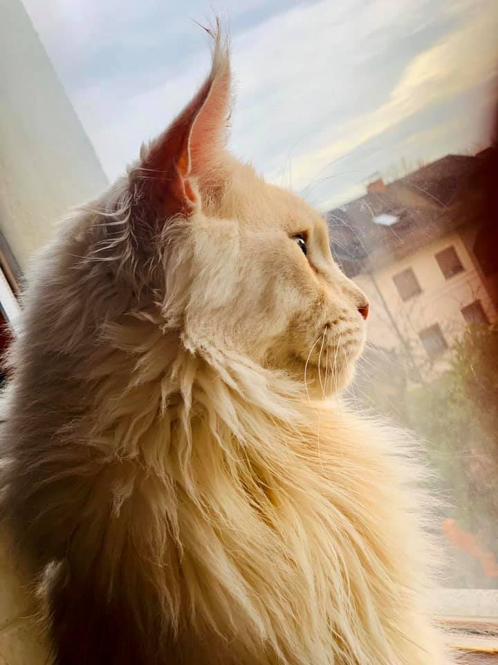 gizmo-looking-at-the-window