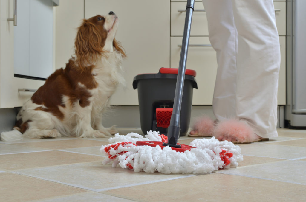 Mop on a kitchen floor during a housework and a adorable dog - King Charles Spaniel - looking at her mummy in background