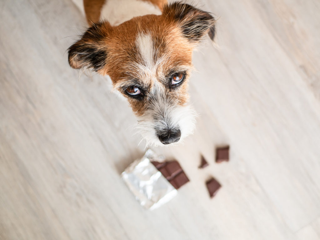 dog looking up and chocolate on the floor Spring Pet Care Tips
