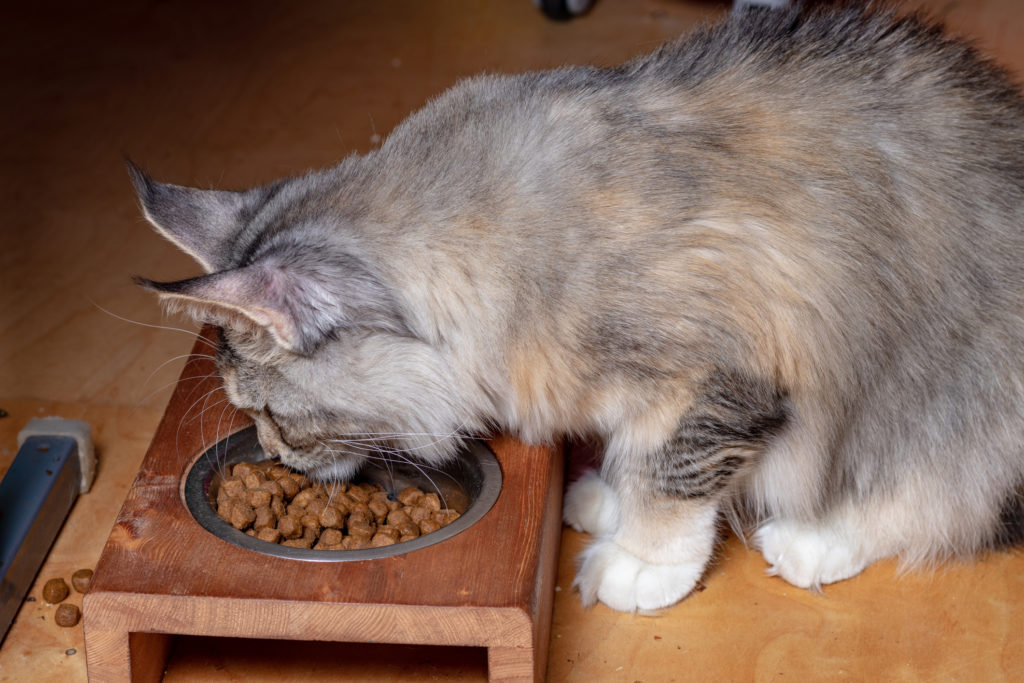 cat eating dry food from bowl